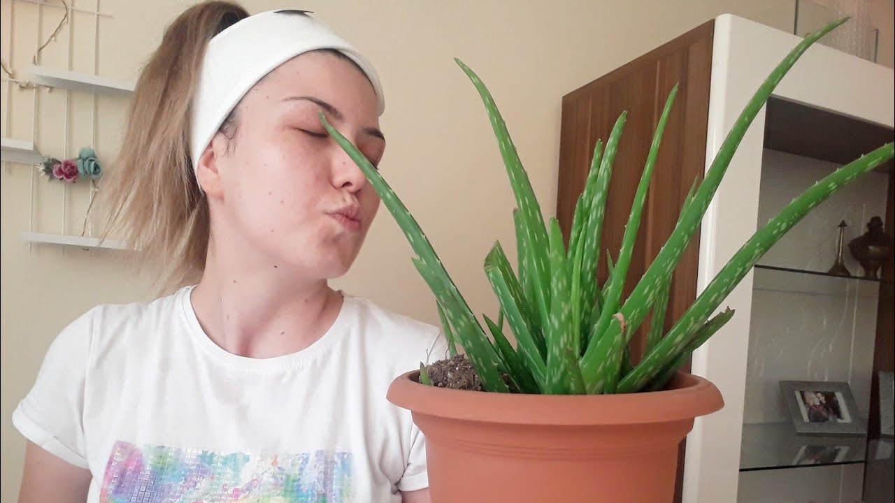 Aloe Vera Sac Ve Cilt Maskesi Evde Kolay Dogal Maske Youtube