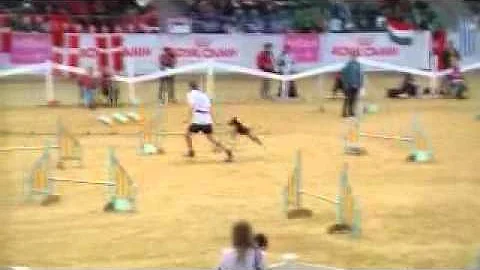 Agility WM 2010 Robin Pfau + Harriet - Jumping