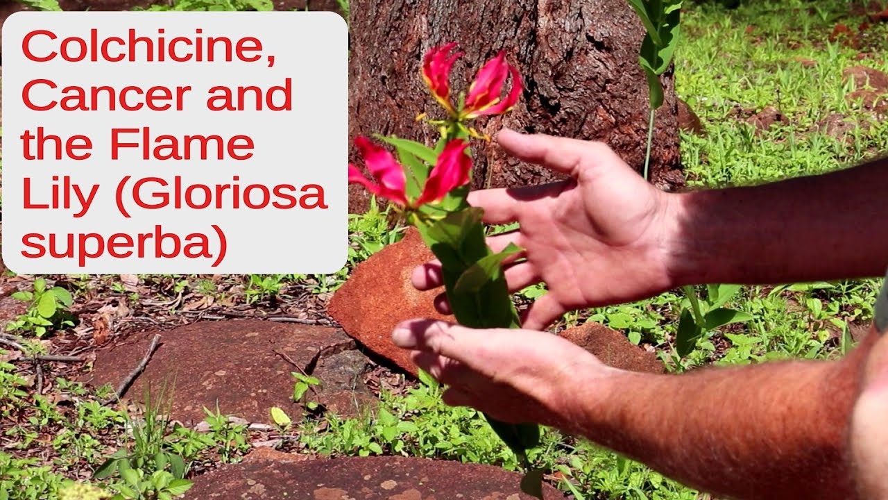 Colchicine, Cancer and the Flame Lily (Gloriosa superba)