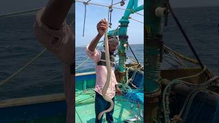 Very dangerous venomous sea snake 🐍 #shorts