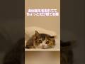 『あっやべ』お出迎え忘れた猫が可愛い#cats #猫のいる暮らし