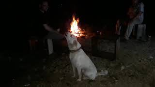 Uluyan Köpek Sesi̇