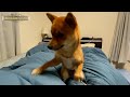 パパが大好きすぎる柴犬いちご