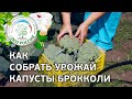 🥦 Собираем урожай капусты брокколи. Первый сбор капусты брокколи, что дальше?