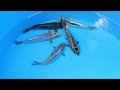 Tosai koi #niwanishikigoi #koi #koifish #japanesekoi #tosai 