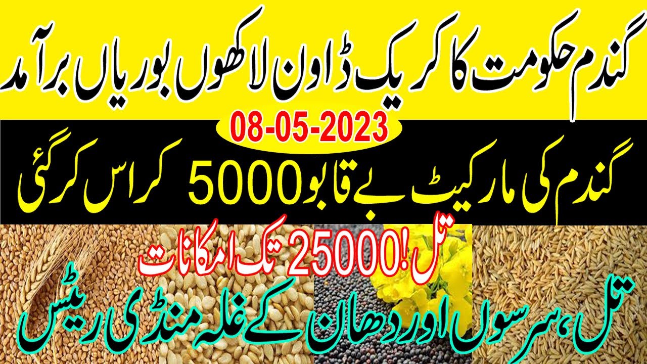 Today Wheat rate in punjab 2023 | New Gandam ka rate today in pakistan ...