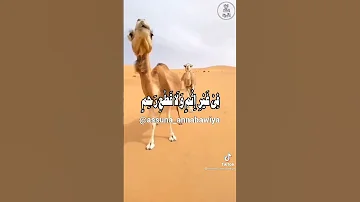 عن عقبة بن عامر رضي الله عنه قال 
