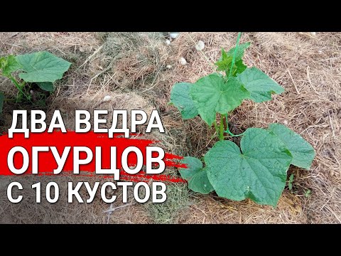 Два ведра огурцов с 10 кустов |  Секрет обильных урожаев огурцов