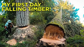 Arborist Pretends to be Timber Faller For a Day! screenshot 5