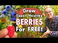 Grow Healthy Berries For Free! 🫐 🍇 🫐