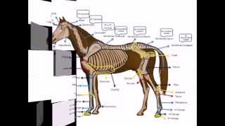 Osteología de un equino... con Dheikson Bergmann!!!