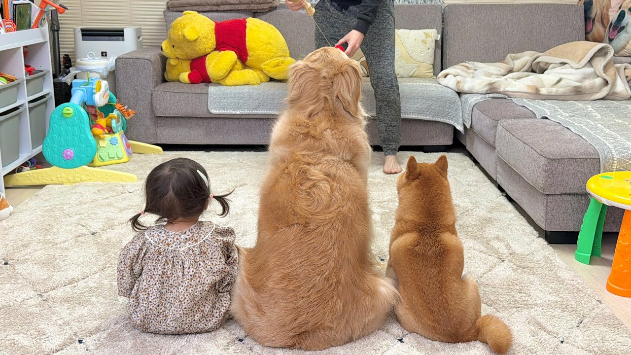 パパの勇姿を見届ける豆柴とゴールデンレトリバーと1歳児
