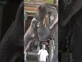 Yana varuthu yana varuthu doi viral status temple elephant elephantsound sound india