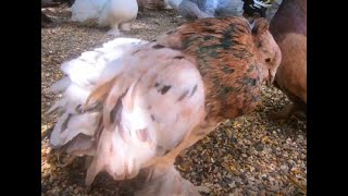 Archangel Indian Fantail Color Project and Pigeon Flock Footage