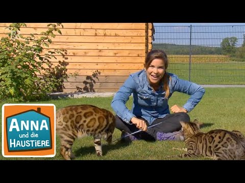 Video: Die Freuden und Gefahren des Lebens mit einem Haustier Bengal Cat