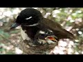 White-throated fantail Birds Small, adult birds leave the nest [ Review Bird Nest ]