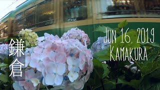 日本旅行 鎌倉 繡球花海 『皆物語~YUNYUN旅遊篇』