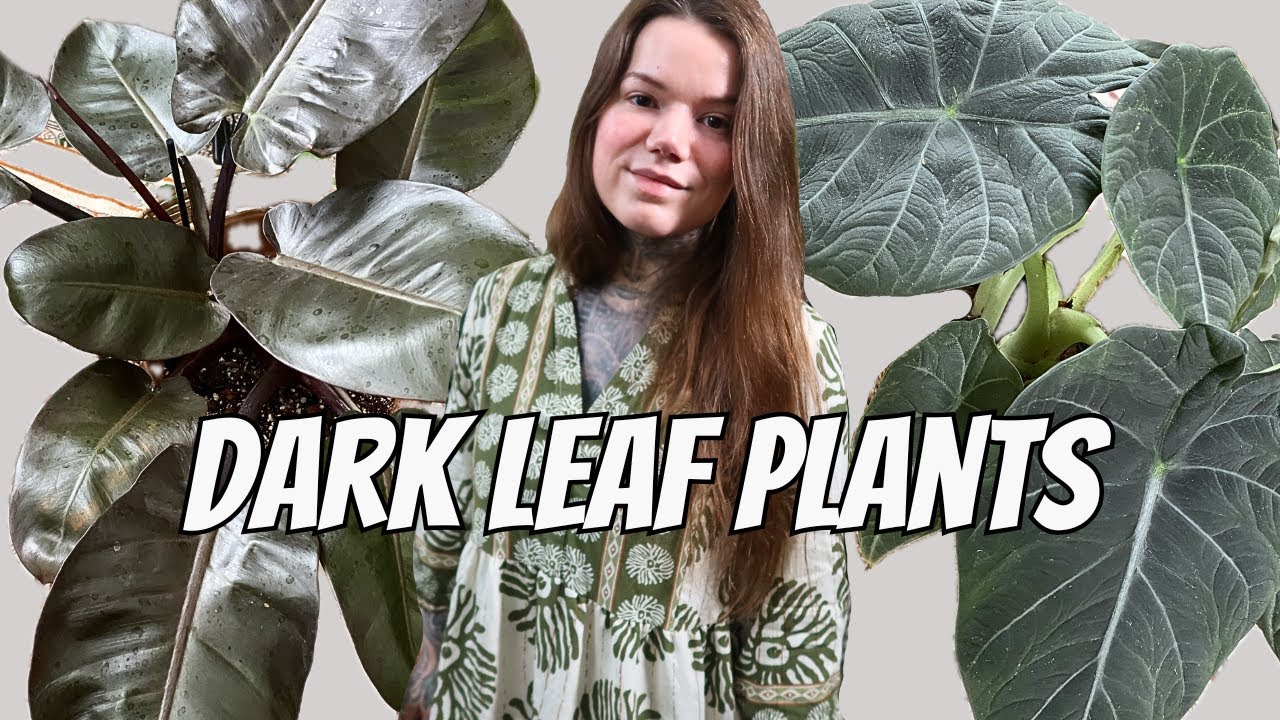 Indoor Plants With Dark Leaves | Gothic Houseplants