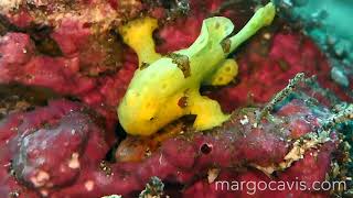 Juvenile Frogfish Walking in High Current - Super Cute!