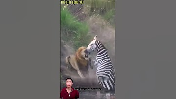 Truy đuổi ngựa vằn, sư tử không ngờ bị cá sấu tóm gọn.