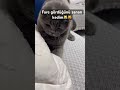 Üzgünüm annecim😹😻🧿#keşfet #cat #kedi #cat