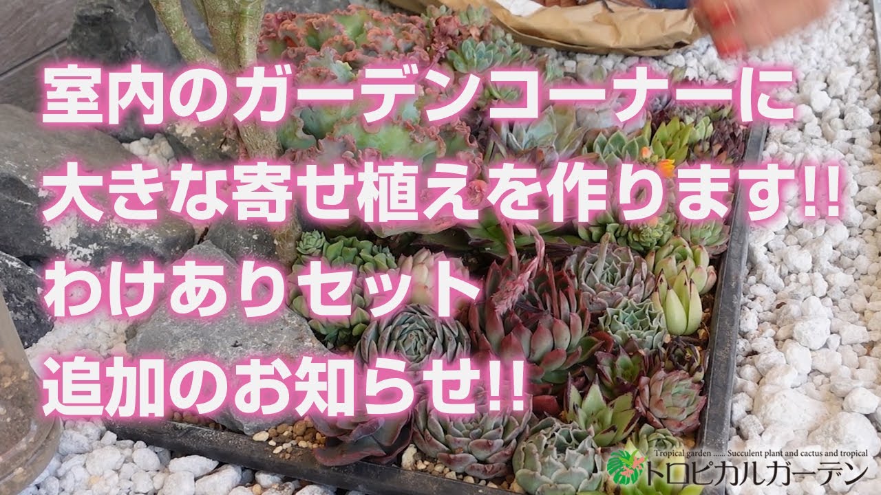 Succulents] Making a large arrangement for our indoor garden