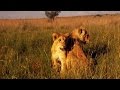 Lions George and Yame&#39;s Story So Far | The Lion Whisperer