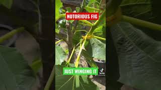 Just Grow Fig Trees