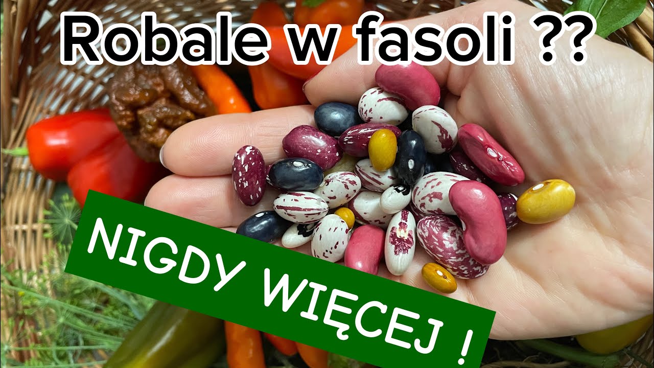Jak zbierać i przechowywać fasolę by nie mieć robali / psianka stuliszolistna