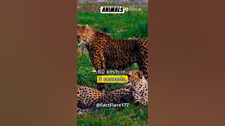 leopard