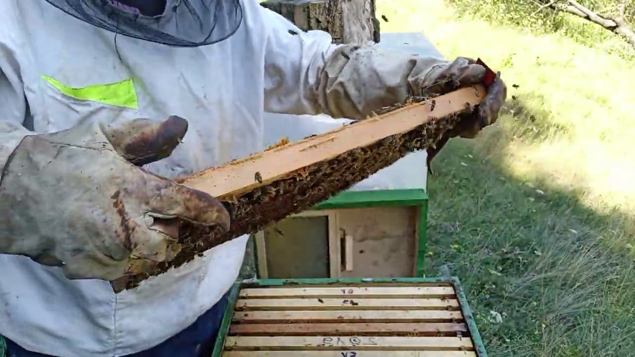 Košnica u kojoj ima vrlo malo meda 1 avgust 2020