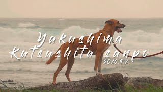 犬のいる暮らしvlog｜台風９号｜大型犬の散歩