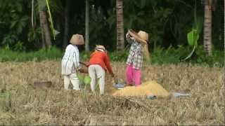 INDONESIA traditional way of harvesting rice, Bali (sd-video).mp4