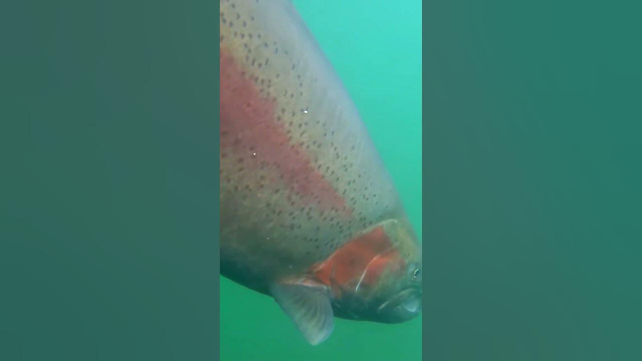 love-a-good-fish-release-bluecreekoutdoors-fishing-fish-trout