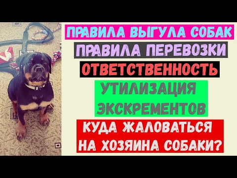 #6 | ПРАВИЛА ВЫГУЛА СОБАК | ПРАВИЛА ПЕРЕВОЗКИ СОБАК | ОТВЕТСТВЕННОСТЬ | ЗАКОН О СОДЕРЖАНИИ СОБАК