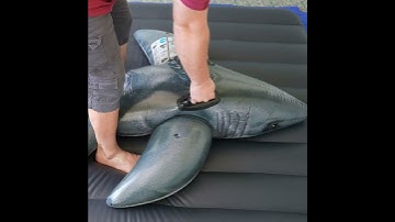 Inflatable Shark Filled with Water