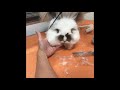 English Angora Puppy Cut Tutorial part 4