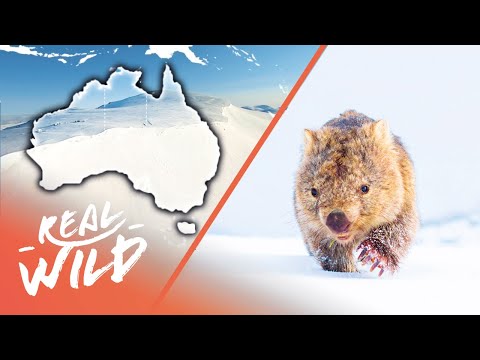 Did You Know This About The Australian Alps? | Australia's Wild Places | Real Wild