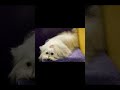 my maltese and his lump