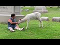 The mysterious white deer at Forrest lawn cemetery buffalo ny July 12, 2019