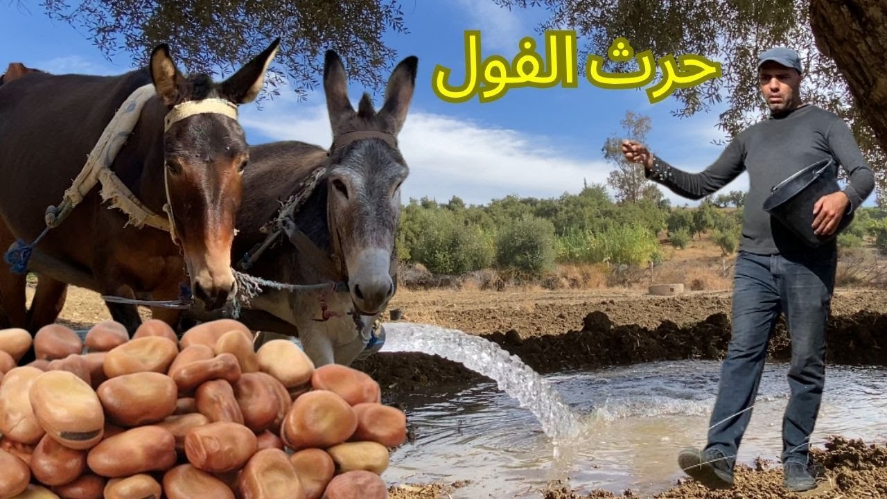 حرث الفول والجلبان بالطريقة التقليدية في البادية المغربية