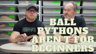 Ball Pythons are NOT BEGINNER SNAKES! These three are.            #snakes #reptiles #snake #reptile