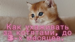 КАК УХАЖИВАТЬ ЗА КОТЯТАМИ С РОЖДЕНИЯ 1 ЧАСТЬДО 3_Х МЕСЯЦЕВGOLDEN KITTENSЗОЛОТАЯ КОШКА