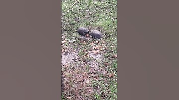 Turtle Fight! Gopher Tortoise Jousting at Gleason Park! 🐢🐢 A Sunny Florida Sunday Walk