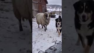 A male sheep vs Robot Dog