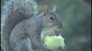 Squirrel Eats Apple FUNNY - Squirrels Hilarious Funny LOL