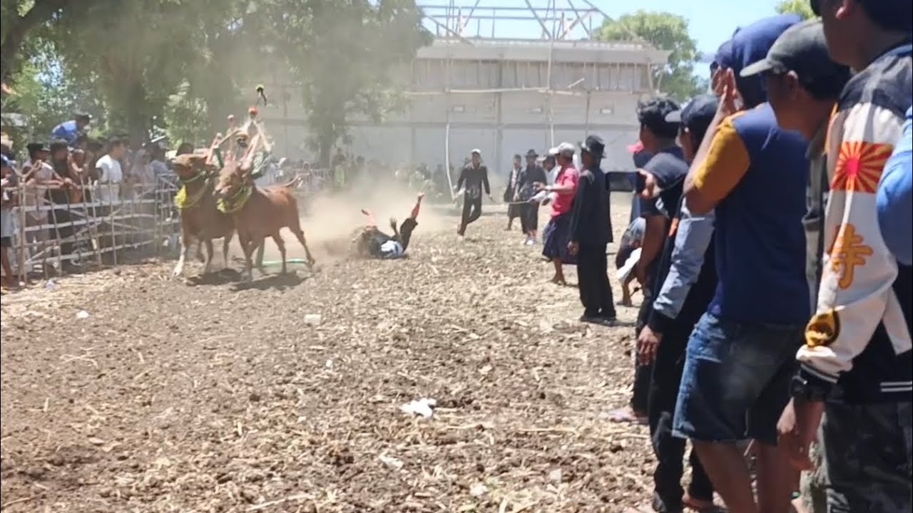 Kerap sapi betina 5 rombongan|RUKUN RENCANA|sampek berguling 🤣🤣