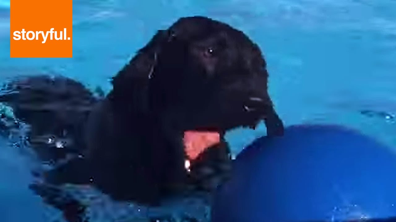 Talented Dog Can Fetch Colored Balls (Storyful, Dogs)
