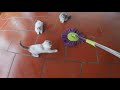 Naughty kittens run after my mop