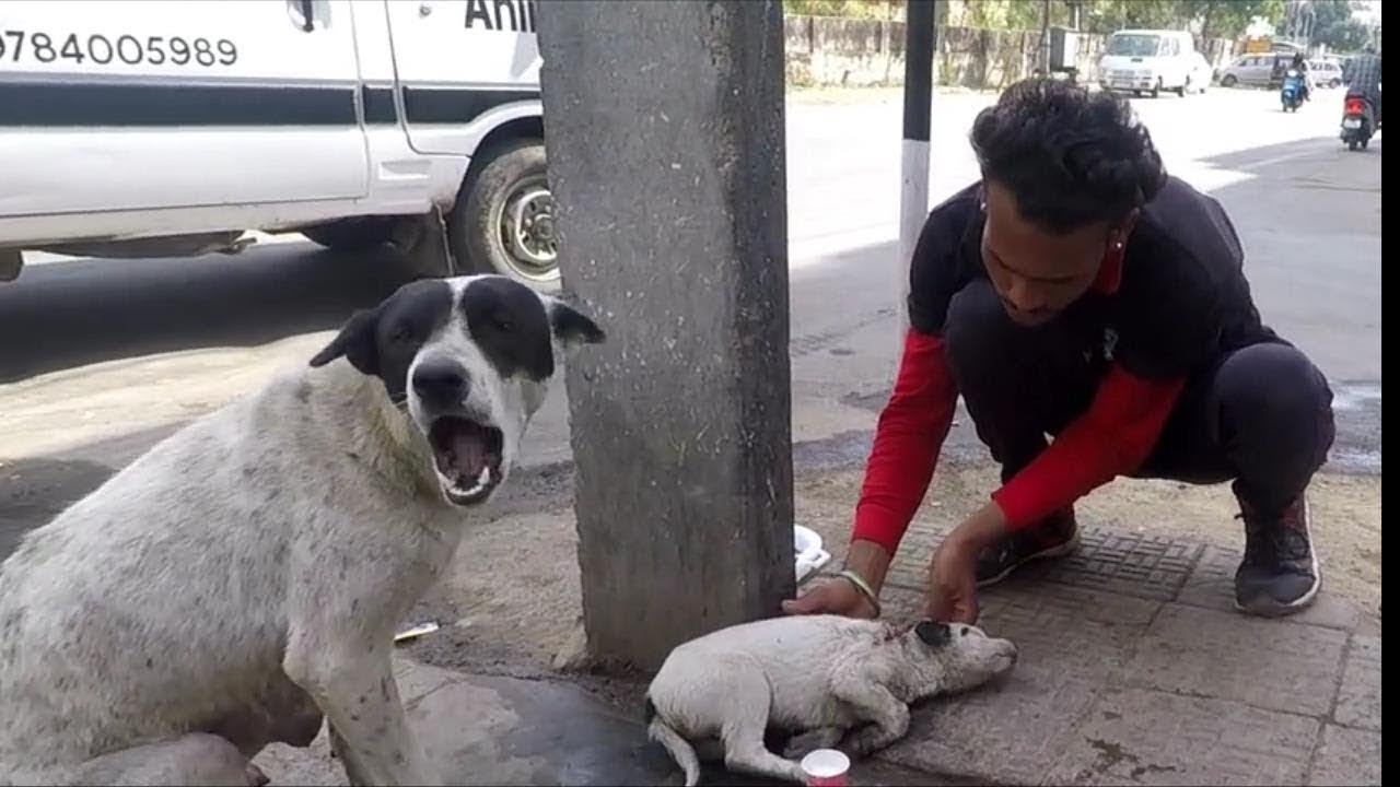 Ver perras callejeras